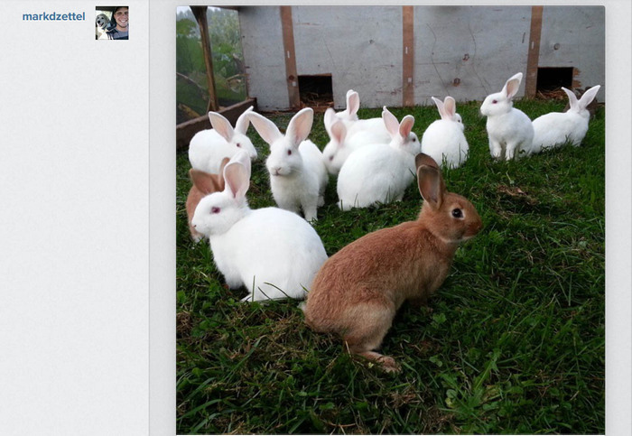 В питомнике живет несколько кроликов разного цвета. Много кроликов. Много Зайцев фото. Метки на кролике. Очень много кроликов.