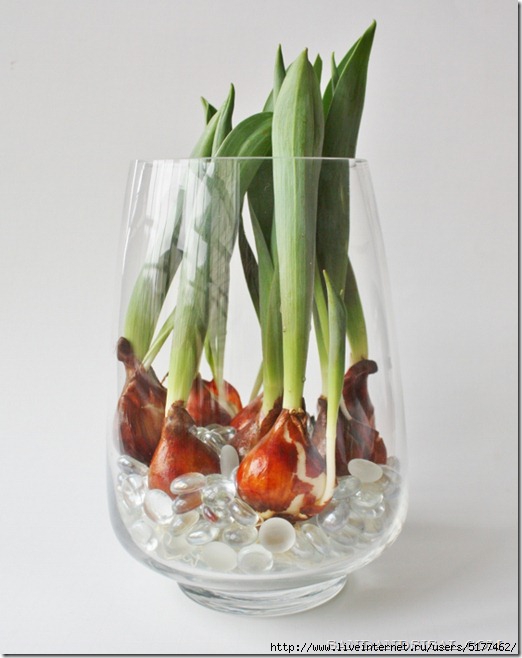 5177462_How_to_Force_Tulip_Bulbs_in_Water_640x8009 (522x658, 133Kb)