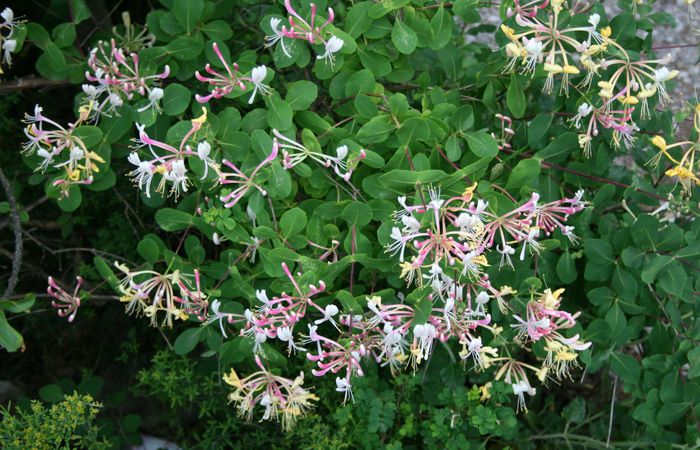 4555414_Lonicera_etrusca_2 (700x450, 90Kb)