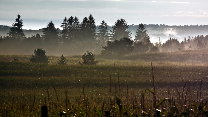 morning_field_dew_nature_landscape_ultra_3840x2160_hd-wallpaper-417788 (700x393, 288Kb)