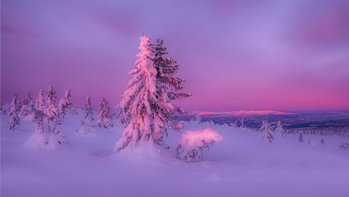 zima-sneg-les-priroda-zakat (700x393, 174Kb)