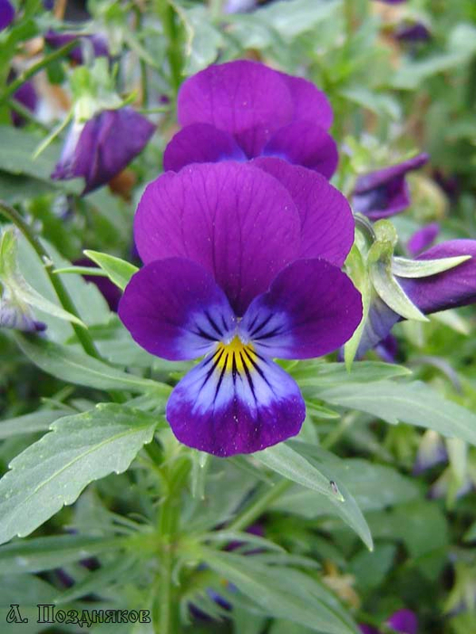 viola-tricolor (525x700, 389Kb)