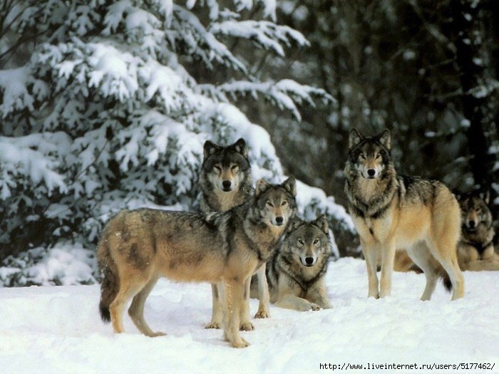 5177462_wolfpack1740x555 (700x525, 204Kb)