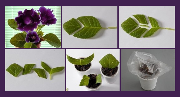 Как размножить глоксинию листом в домашних условиях фото пошагово в домашних условиях