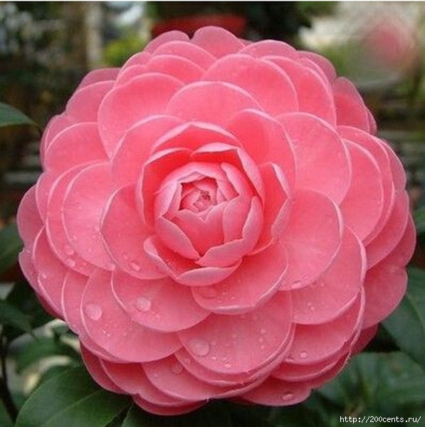 Camellia four seasons household rare flower seeds indoor garden potted plant bonsai seeds free shipping size 1.5cm 2pcs SA0015/5863438_Kameliichetiresezonabitovoisemyanredkihcvetovvnytrenniisadrastenievgorshkebonsaibesplatnayadostavkarazmer01 (597x600, 174Kb)