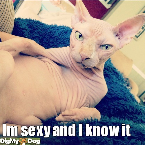 posing-cat-hairless-cat-dogs-1347888232 (500x500, 75Kb)