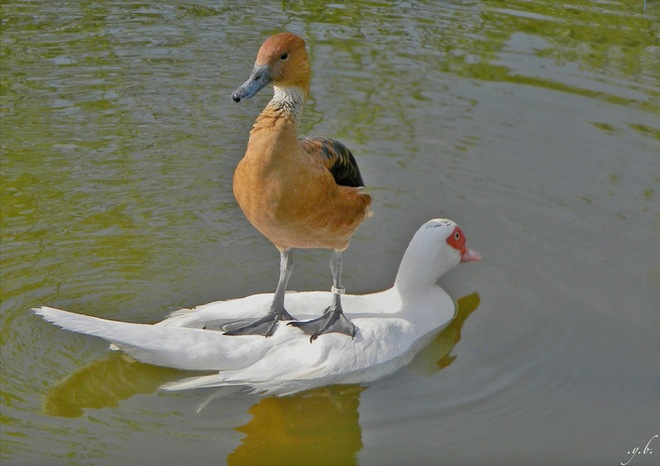 amazing_birds_33 (660x466, 234Kb)