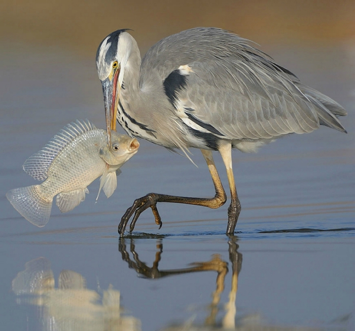 amazing_birds_16 (700x654, 377Kb)