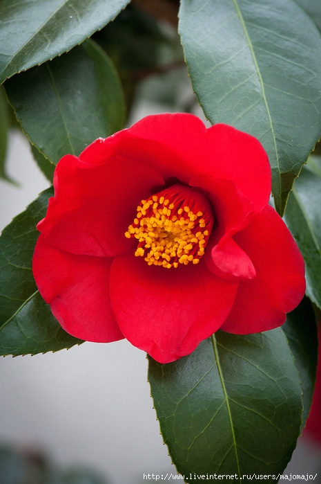 130315-075-Camellia-japonica-Aitonia (465x700, 184Kb)