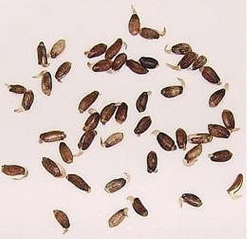 Семена личинка фото семя подсолнечника