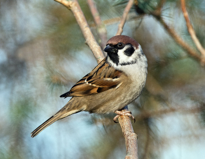 sparrow27 (700x541, 418Kb)