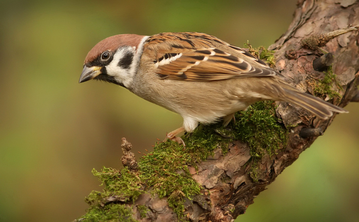 sparrow12 (700x433, 331Kb)