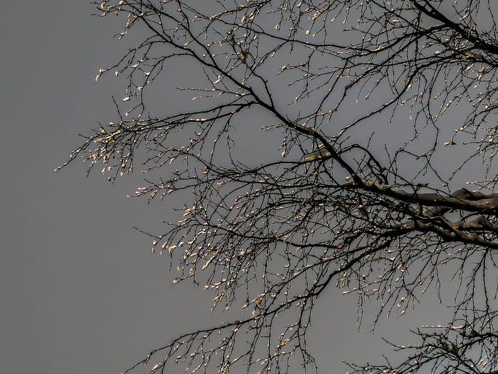 IMG_0581 (2) (700x525, 404Kb)