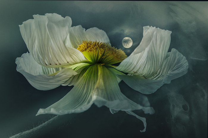 Christine Ellger Tutt'Art@ (86) (700x466, 281Kb)