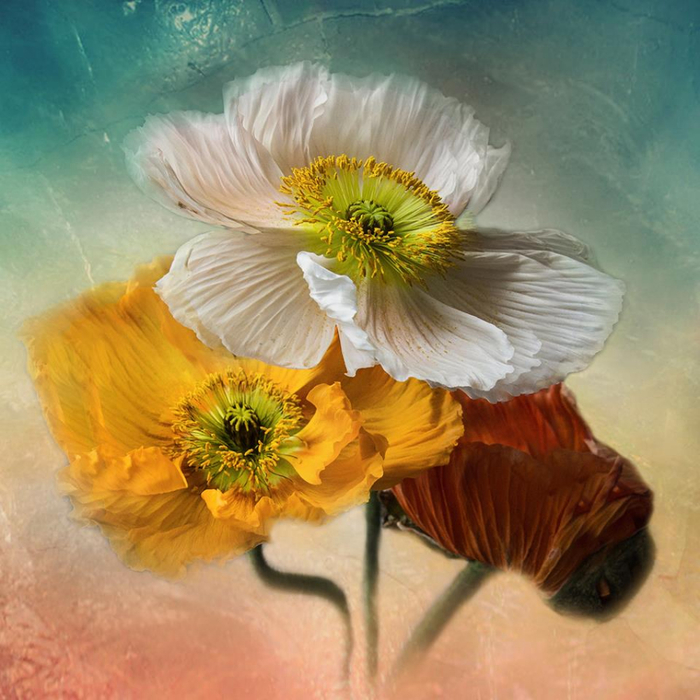 Christine Ellger Tutt'Art@ (63) (700x700, 440Kb)