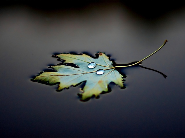 Nature_Two_drops_on_floating_leaf_102124_29 (640x480, 72Kb)