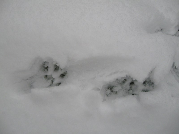 aa winter 025 (700x525, 149Kb)
