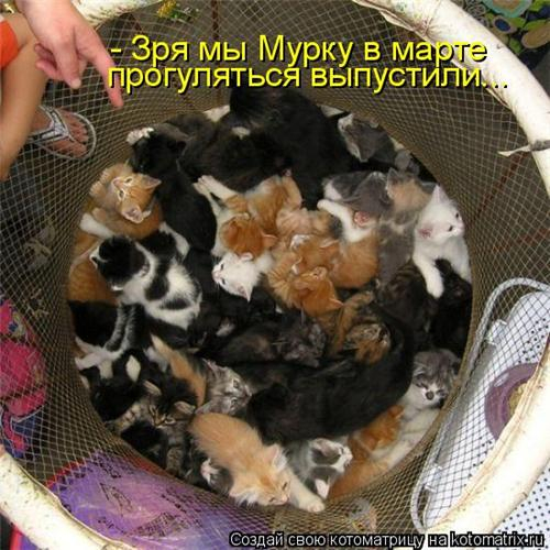 Мартовские коты картинки прикольные смешные