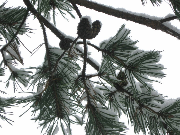 aaa spring 019 (700x525, 357Kb)