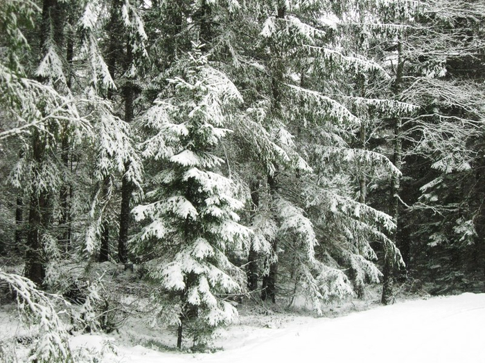 aaa spring 026 (700x525, 441Kb)