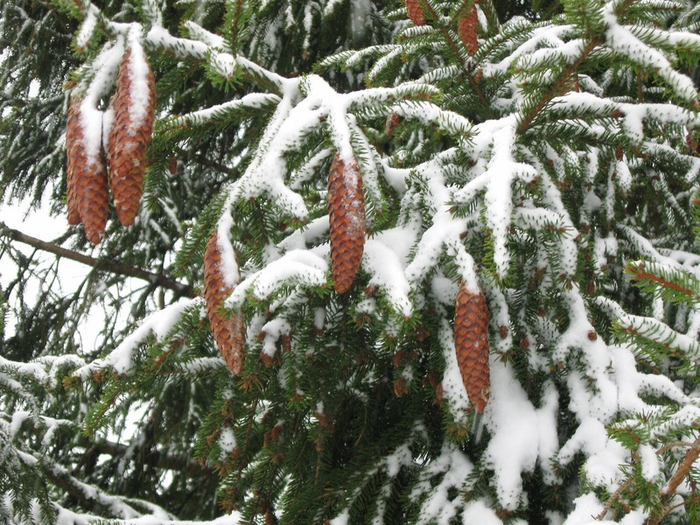 aaa spring 054 (700x525, 480Kb)