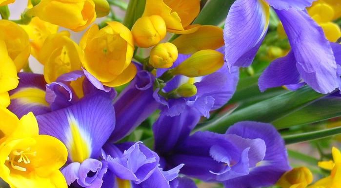 8-marta-novosti (700x386, 333Kb)