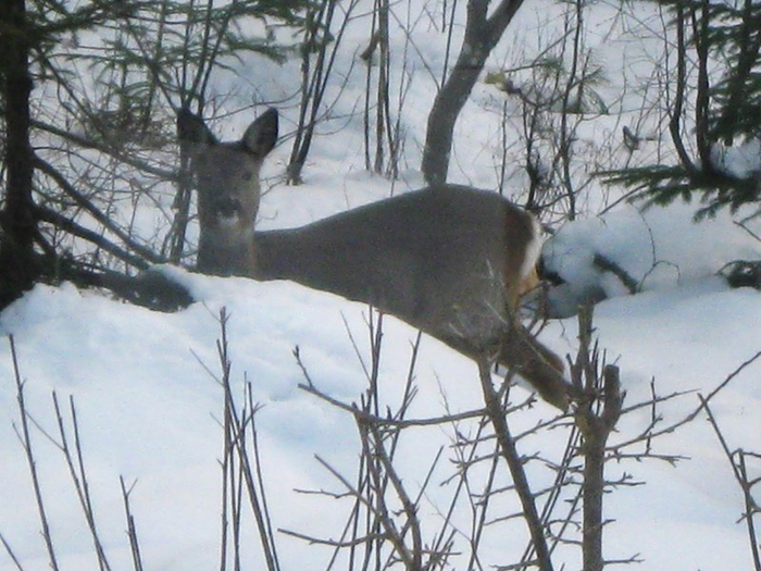 bbb spring 018 (700x525, 390Kb)