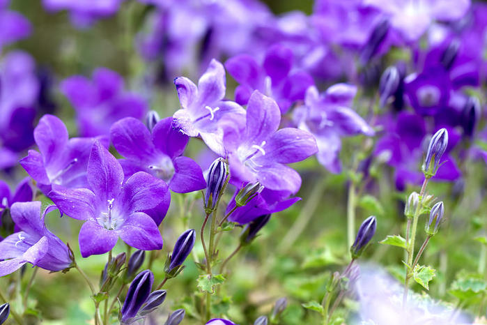 campanula-portenschlagiana-blue-bell-flowers-david-gn (700x466, 70Kb)