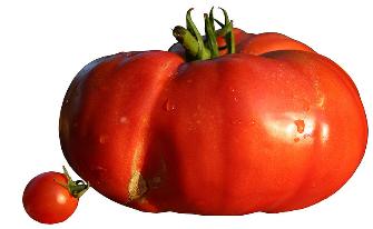 tomates-335x206 (335x206, 9Kb)
