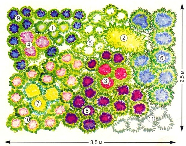 mnogoletniki_shema2 (620x488, 451Kb)