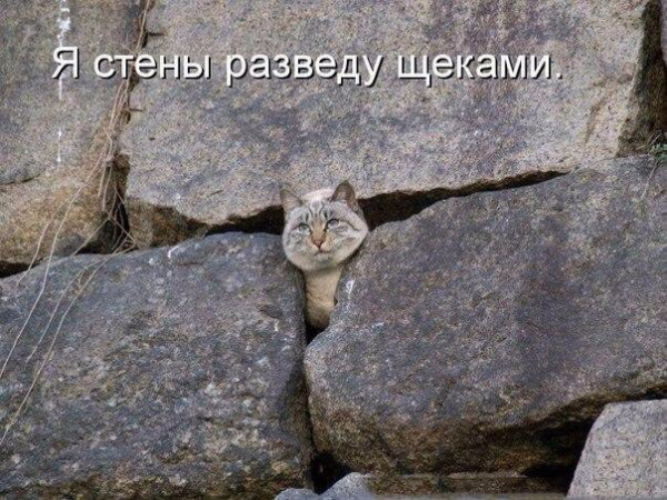 4029795_original (600x450, 366Kb)