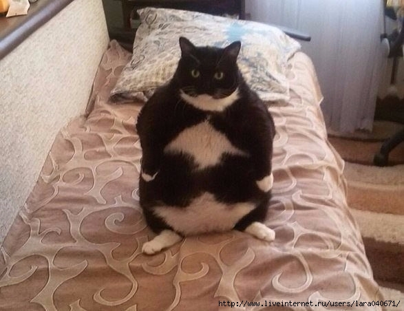 котяра (587x452, 137Kb)