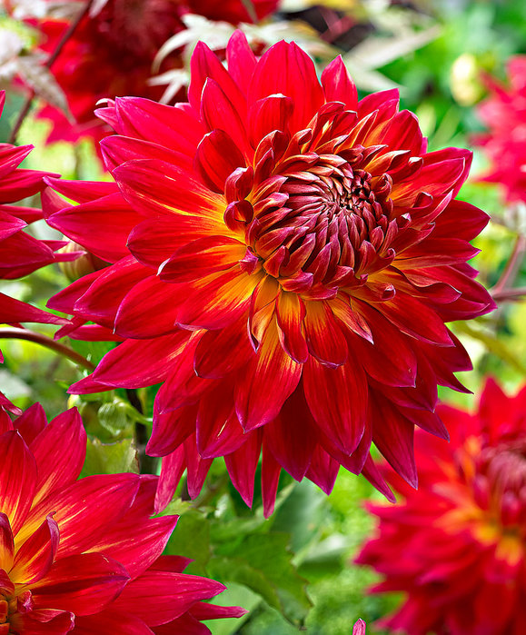 Dahlias_12 (579x700, 160Kb)