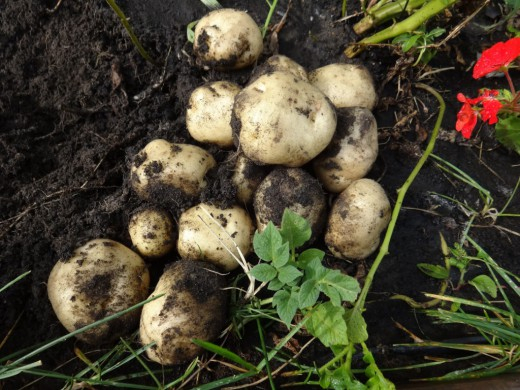 Potato-seedling-01-520x390 (520x390, 235Kb)