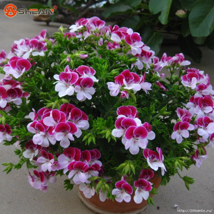 Balcony Potted Red and White Geraniums Flower Seeds Potted Plants Diy Home Garden 20 Pieces / Lot/5863438_BalconyPottedRedandWhiteGeraniumsFlowerSeedsPottedPlantsDiyHomeGarden20PiecesLot1 (700x700, 347Kb)