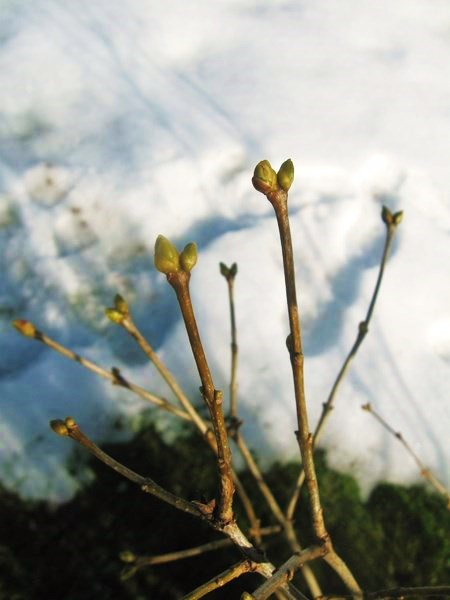 d spring 044 (450x600, 178Kb)