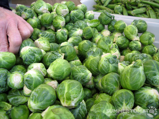 First-Brussels-Sprouts (533x400, 406Kb)