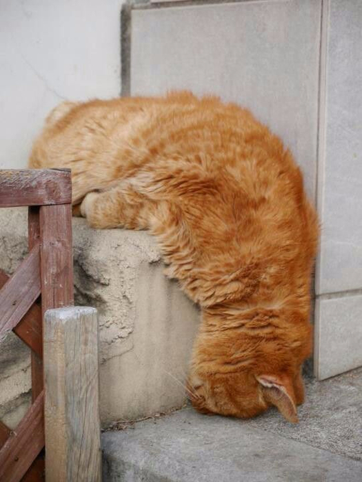 Картинки по запросу фотографий, которые доказывают, что кошки могут спать где угодно