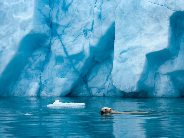 04_polar-bear-swim-iceberg (600x450, 232Kb)