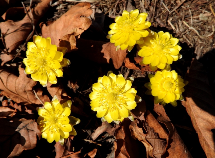 5559494_DSCN6019 (700x515, 286Kb)