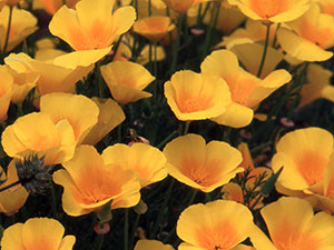 eschscholzia0 (300x225, 25Kb)