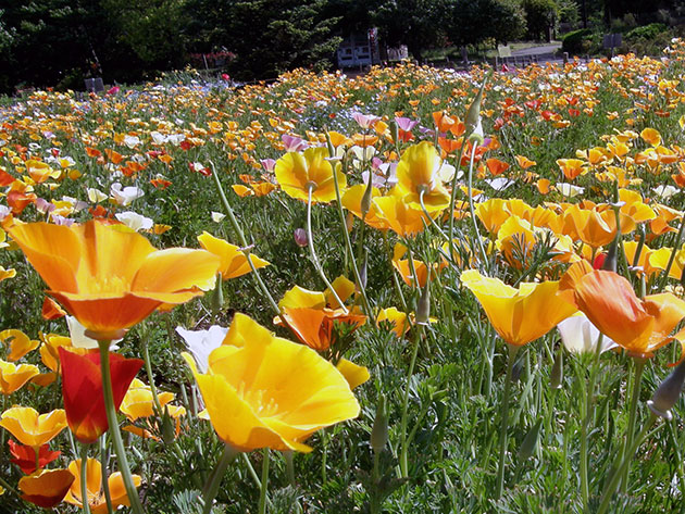 eschscholzia2c (630x473, 152Kb)