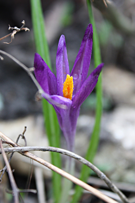 4052195_IMG_5838 (466x700, 269Kb)
