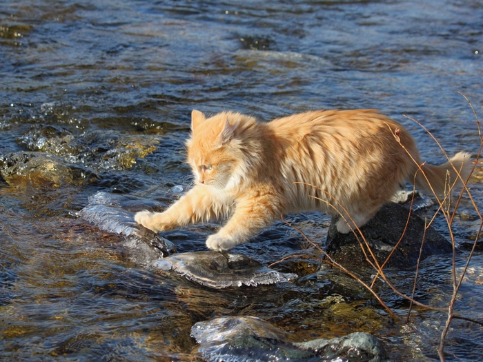 Коты в воде картинки