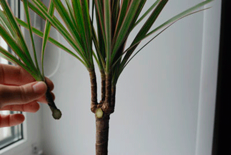 5420033_dracena_razmnozhenie_v_domashnih_uslovijah (450x302, 89Kb)