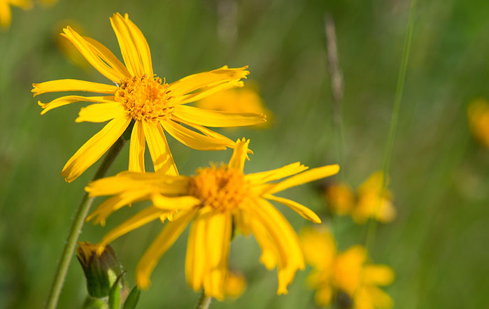 arnica-flower (700x442, 59Kb)