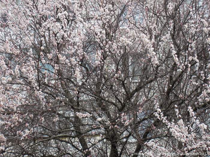 IMG_0652 (700x525, 500Kb)