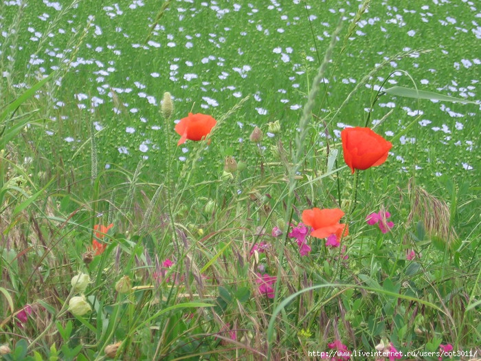 IMG_0221 (700x525, 348Kb)