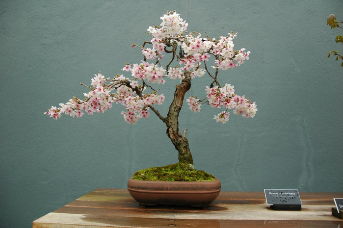 cherry-bonsai (700x465, 285Kb)