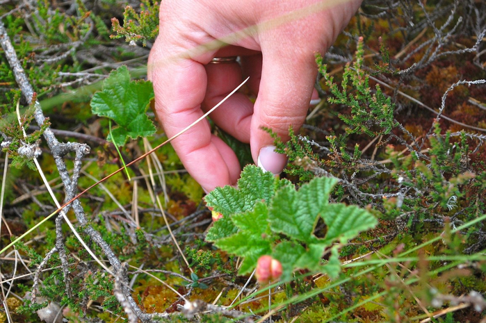 352 (700x465, 470Kb)